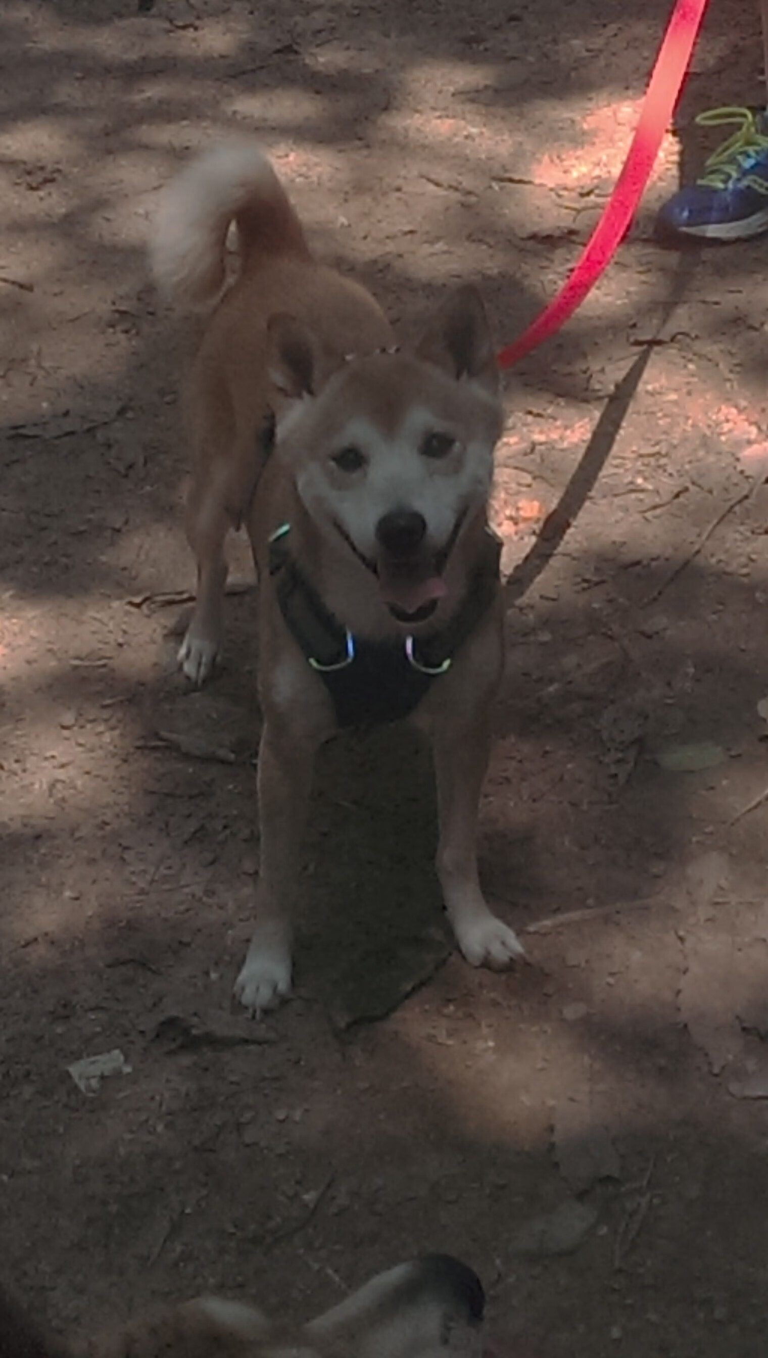 运动员职业技能竞赛,运动员技术水平综合管理系统