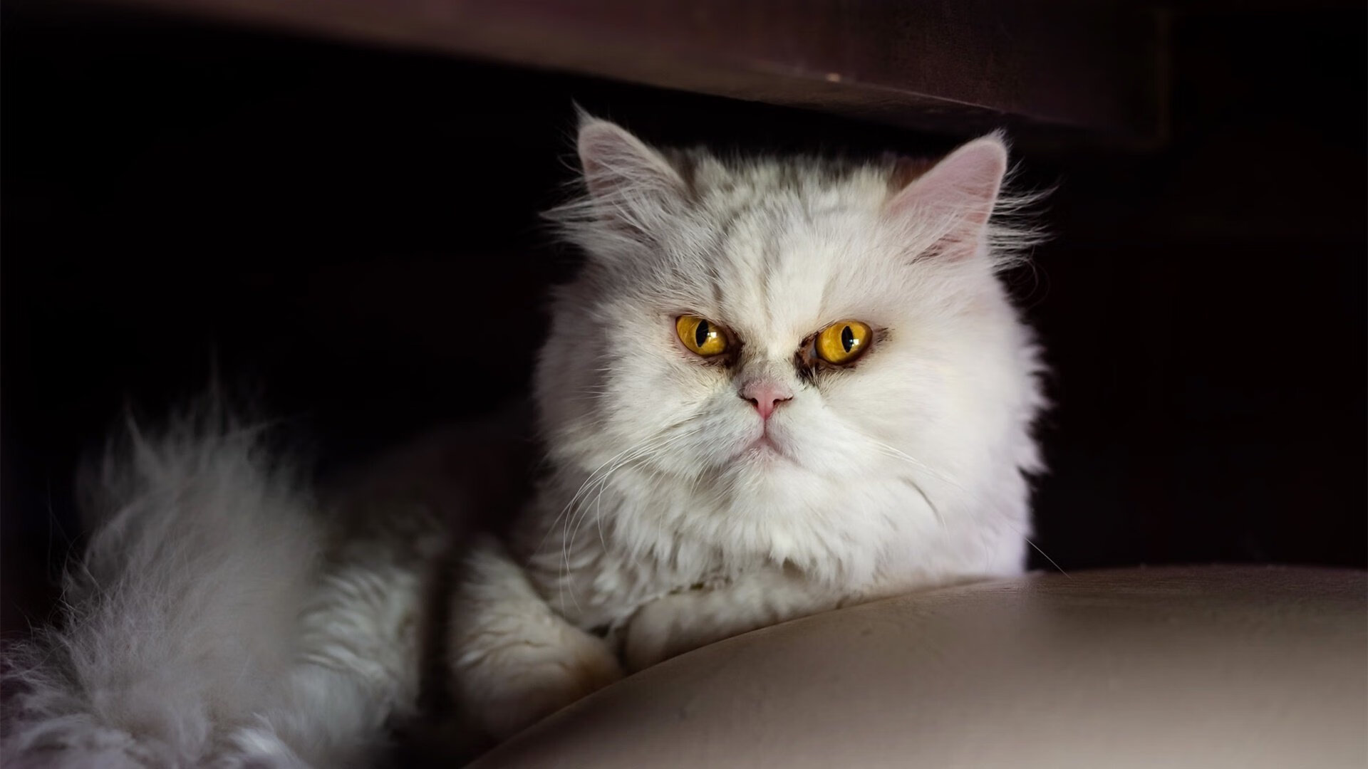 开云体育开云-职业联赛观赛体验未实现全媒体互动化，职业联赛视频